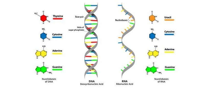 TRASCRIZIONE E MATURAZUIONE DEGLI RNA TRASCRIZIONE E MATURAZUIONE DEGLI RNA